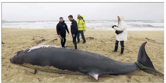  ?? (Photo Dylan Meiffret) ?? La baleine de Cuvier (ou bec de Cuvier) est une espèce peu étudiée car elle vit en très haute mer et n’apparaît que très rarement en surface.