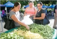  ??  ?? Veronica Carrillo, left, picks green beans as her daughter Jasmine Chino and sister Geisel Carillo look on Tuesday.