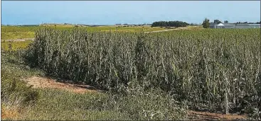  ?? Christi Cooley ?? A corn field north of Broken Bow, above, shows the damage a quick but powerful storm left in its wake Friday, July 11.