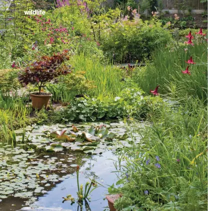  ??  ?? LEFT: A pond is a great way to encourage more wildlife to make a home in your garden BELOW: Flowers offering easy access to pollen are good for bees BOTTOM: Many beetles rely on decaying wood as a food source