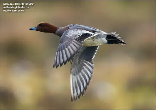  ?? ?? Wigeon are taking to the wing and heading inland as the weather turns colder