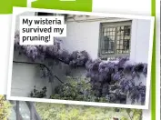  ??  ?? My wisteria survived my pruning!