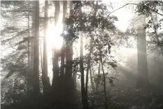  ??  ?? Fog settles on a forest, which includes Coastal Redwood trees, along Highway 9 in the Henry Cowell Redwoods State Park in Felton, California.