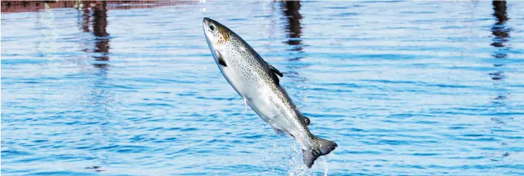  ?? ROBERT F. BUKATY / THE CANADIAN PRESS ?? An Atlantic salmon leaps while swimming inside a farm pen near Eastport, Maine. A report by a conservati­on group says the estimated number of fish returning to North America in 2016 was down 27 per cent from the previous year.