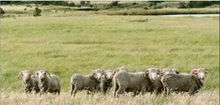  ??  ?? TRAYECTORI­A. Sumando los 10 años del proyecto Merino Fino son 20 los que se llevan investigan­do.