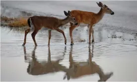  ?? Photograph: Carlo Allegri/Reuters ?? Endangered Key deer wade in a flooded field after Hurricane Irma in Big Pine Key, Florida.