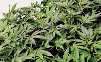  ?? Arnold Gold/Hearst Connecticu­t Media ?? Lemon Cherry Gelato cannabis plants are developing roots in a Propagatio­n Room at the CTPharma cultivatio­n facility in Rocky Hill on Dec. 13, 2022.