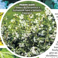  ??  ?? Heaven scent: Flowers of Osmanthus x burkwoodii have a fantastic fragrance