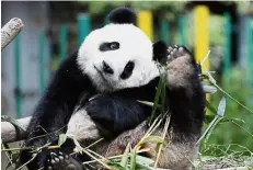  ??  ?? We’ll miss you here: Nuan Nuan, 2, playing with bamboo sticks at the conservati­on centre in Kuala Lumpur. — AP