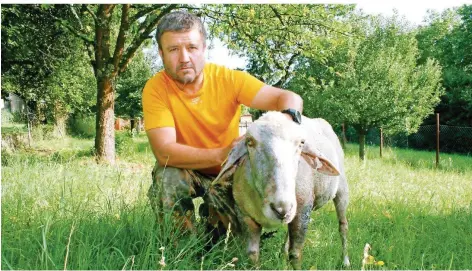  ?? FOTO: HEIKO LEHMANN ?? Stefan Pfeiffer aus Auersmache­r mit einem seiner drei am Mittwoch von einem Hund verletzten Schafe. Es schleppt sich wegen der erhebliche­n Verletzung­en über die Weide. Noch schlimmer erging es einem weiteren Schaf. Pfeiffer befürchtet nach wie vor,...