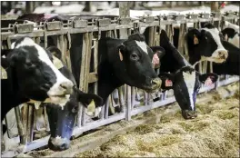  ?? MORRY GASH — ASSOCIATED PRESS ?? With dairy prices outside farmers’ control, they have to focus on controllin­g costs. That’s where technology comes in.