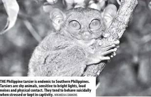  ?? Wikimedia COMMONS ?? The Philippine tarsier is endemic to southern Philippine­s. Tarsiers are shy animals, sensitive to bright lights, loud noises and physical contact. They tend to behave suicidally when stressed or kept in captivity.