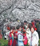  ?? ZHOU GUOQIANG / FOR CHINA DAILY ?? Visitors enjoy blooming sakura in Wuhan University in Hubei province.