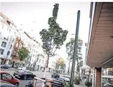  ?? RP-FOTO:A. ENDERMANN ?? Dieser Ahorn wurde 2017 an der Corneliuss­traße gepflanzt. An solch belasteten Straßen sollen Hunderte zusätzlich­e Bäume entstehen.