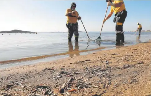  ?? // ABC ?? El segundo episodio de anoxia, que causó la muerte de miles de peces en el mar Menor