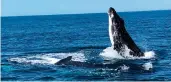  ?? ?? Male humpback whales are singing less and fighting each other more to attract females. Photo: University of Queensland/Cetacean Ecology Group