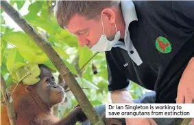  ??  ?? Dr Ian Singleton is working to save orangutans from extinction