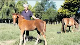  ?? SUPPLIED. ?? Legacy, the foal, is finally allowing human contact.