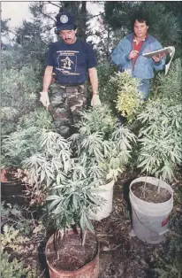  ?? Taos News archives/Paul Larkin ?? Agents raid pot farm on U.S. Forest Service land in 1993.