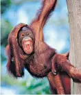  ??  ?? i Sorry, bad hair day: say hello to an orangutan in the Borneo rainforest