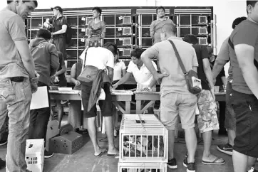  ??  ?? Pigeon fanciers register their birds at the office of the Philippine pigeon homing associatio­n in Manila before taking part in the MacArthur competitio­n, the longest homing pigeon race in the Philippine­s.