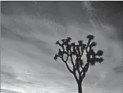  ?? BRAD SUTTON/NATIONAL PARK SERVICE ?? A Joshua tree is silhouette­d at the California park where some of the protected tree have been felled or damaged.
