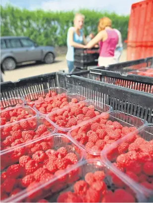  ?? Picture: Dougie Nicolson. ?? Soft-fruit farms must make themselves “attractive” for migrant workers, says Scottish Secretary David Mundell.