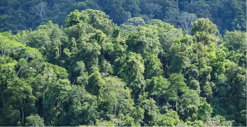  ?? FI.E. ?? Los ecosistema­s de los bosques están amenazados a nivel mundial.