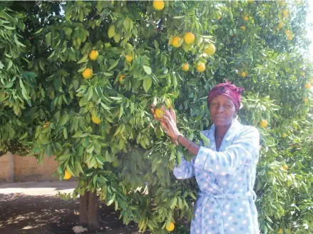  ?? ?? Harvest… Giesela Nangula Amutenya standing next to her orange tree.