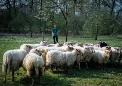  ?? FOTO SVEN DILLEN ?? De schapen zullen opduiken aan de Japanse Tuin, langs de Runksterst­eenweg, Wijngaerts­veld en Kuringen.