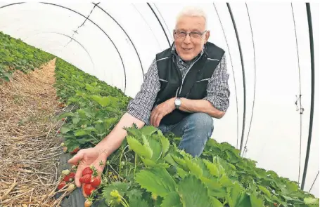  ?? FOTO: JÖRG KNAPPE ?? Hermann Ingenrieth im Folientunn­el. Mitte nächster Woche soll auf dem Familienho­f in Brüggen mit der Ernte begonnen werden.