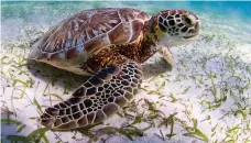  ?? WWF-US ?? Turtle population­s in Abu Dhabi’s waters have stabilised thanks to efforts by the emirate’s environmen­tal agency