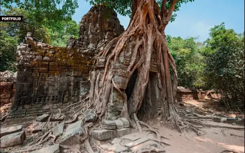  ??  ?? Arbre fromager emprisonna­nt le temple de Ta Prohm (xiie siècle), un des sanctuaire­s du site khmer d’Angkor.