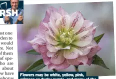  ?? ?? Flowers may be white, yellow, pink, crimson or dusky purple, and many of the lighter shades are spotted with crimson