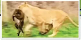  ??  ?? TRAUMATIC: Visitors filmed the lioness carry off the macaque in her jaws