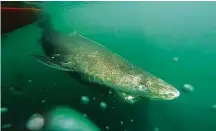  ?? Julius Nielsen / Associated Press ?? The Greenland shark was born in the icy waters roughly 400 waters ago and died only recently.