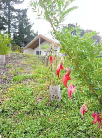  ?? ?? A kakabeak looks stunning with the Waiohiki Marae in the background.