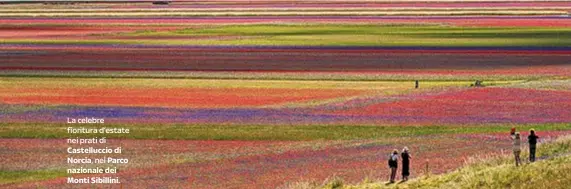  ??  ?? La celebre fioritura d’estate nei prati di Castellucc­io di Norcia, nel Parco nazionale dei Monti Sibillini.