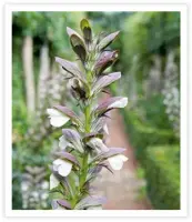  ?? ?? Acanthus lends an exotic feeling to the garden but is fully hardy through winter