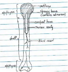  ??  ?? Figure 1: Bone showing internal structure