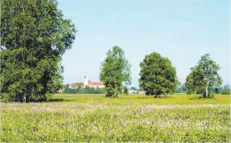  ?? FOTO: NABU/JOST EINSTEIN ?? Eine blütenreic­he Moorwiese am Federsee: Der Klimawande­l ist auch hier spürbar.