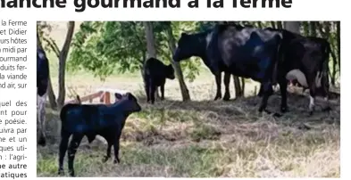  ??  ?? Dimanche 15 octobre les hôtes de la ferme des Pâtures à Orvaux pourront rendre visite aux jeunes veaux nés sur l’exploitati­on