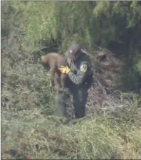  ?? Photo courtesy of CBS2/KCAL9 ?? A member of the California Deparment of Fish and Wildlife picks up a cub after it was tranquiliz­ed.