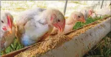  ??  ?? Young birds feed in the pasture enclosures at Grateful Pastures in Mansfield