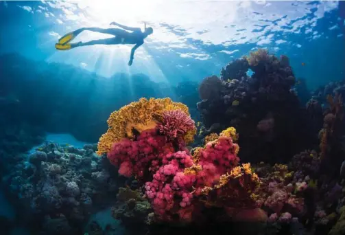  ?? ?? Koraller har en saert dragende virkning, men det er forbudt at tage den med hjem fra Det Røde Hav og andre steder. Foto: Getty Images