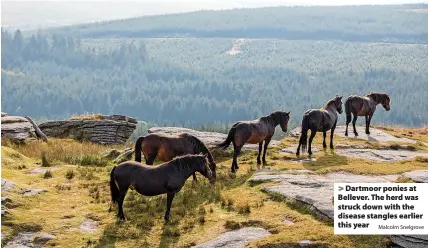  ?? Malcolm Snelgrove ?? Dartmoor ponies at Bellever. The herd was struck down with the disease stangles earlier this year