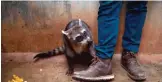  ??  ?? Guilherme, a young raccoon, plays with a worker's shoes at the Animal Recovery Center.