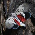  ?? ASSOCIATED PRESS FILE PHOTO ?? This Sept. 19, 2019, file photo, shows a spotted lanternfly at a vineyard in Kutztown. Penn State researcher­s estimate the spotted lanternfly is causing some $50 million in damage per year in the state’s hard-hit southeast.