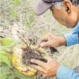  ?? /GIBRÁN ESPINOZA ?? La punta de maguey es la solución para atrapar al gusano