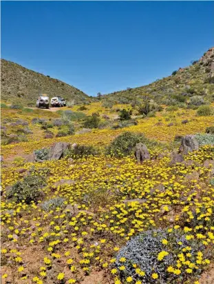  ??  ?? BLOMMETJIE GEDENK AAN MY. Wanneer die Richtersve­ld-oorgrenspa­rk mooi is, is dit móói. Bespreek ’n toer saam met Rey Janse van Rensburg en leer alles oor die park. Boonop word jou tent vir jou opgeslaan (inligting hiernaas).